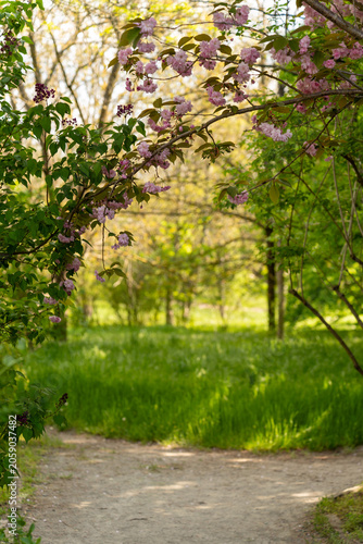 Blooming sakura branches in spring garden
