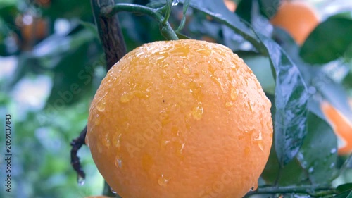 Ripe Oranges on Rainy Citrus Tree Branch
