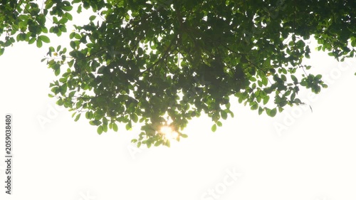 Sunlight Through Green Tree Leaves