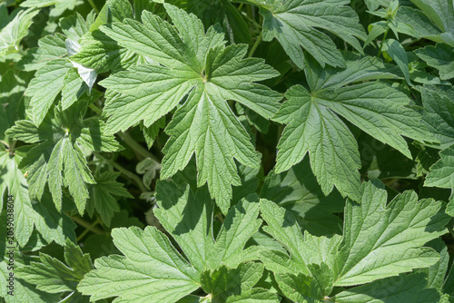 palmate foliage of Japanese Anemone in a spring garden