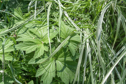 Εκτύπωση καμβά green Anemone hupehensis foliage and ornamental grass blades in a spring garden