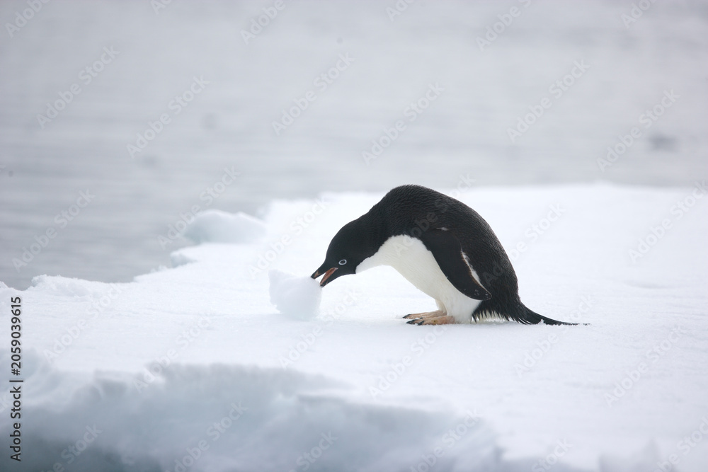 Fototapeta premium Adelie penguin pushing a snowball on an iceberg near the coast of Antarctica