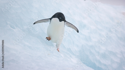 Quadro em tela Adelie penguin on an iceberg near the coast of Antarctica