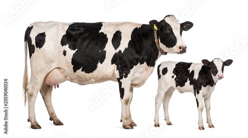 Black and white Holstein cow with young calf standing together, isolated on a white background. Ideal for dairy, livestock, agriculture, farming, breeding, and commercial agricultural design.