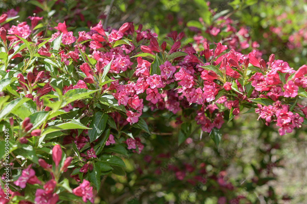 Fototapeta premium close-up of Weigela florida, a deciduous shrub with trumpet shaped blooms