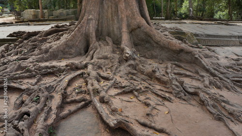 Foto Ancient temple ruins, tranquil atmosphere, showcasing tree roots, nature landsca