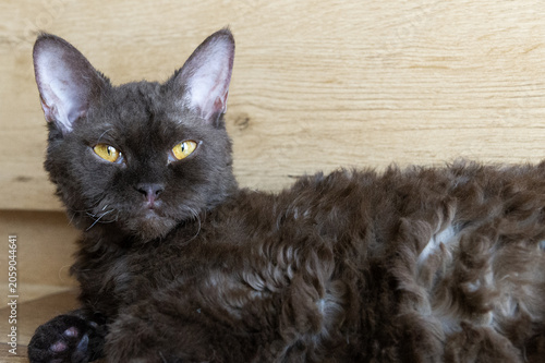 Selkirk Rex Katze in ihrem Zuhause