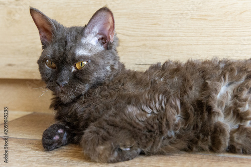 Selkirk Rex Katze in ihrem Zuhause