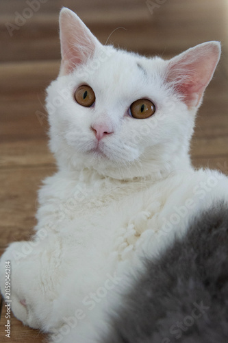 Selkirk Rex Kater in seinem Zuhause