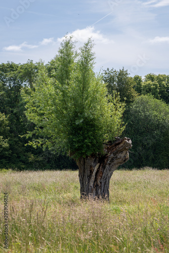 Lone pollarded willow tree standing in a summer meadow near Ashchurch, Tewkesbury, Gloucestershire, England