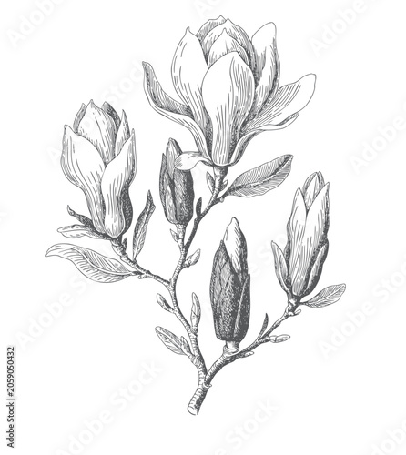 Magnolia blossom branch collection with elegant flowers and botanical buds in line art style.
