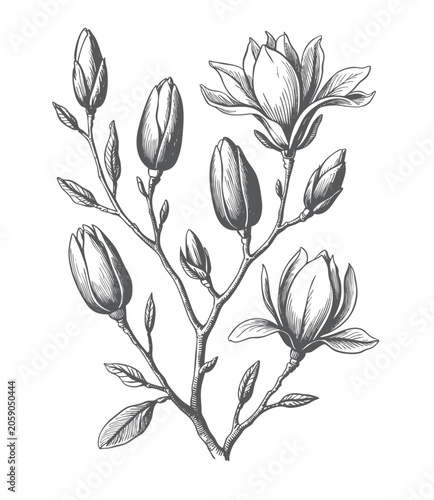 Magnolia blossom branch collection with elegant flowers and botanical buds in line art style.
