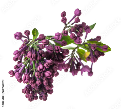 Lilac flowers isolated on white background.