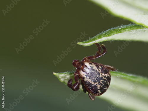 Close-up of a brown American dog tick (Dermacentor variabilis) on a green leaf