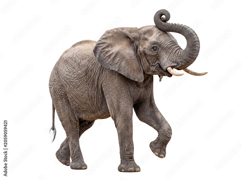 Fototapeta premium Majestic African elephant, a powerful and iconic wild animal, stands with its trunk raised in a captivating pose.