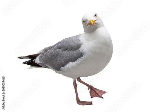 Photos Curious European herring gull standing, looking directly at the camera with a keen eye