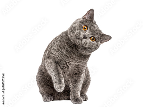 Canvastavla Adorable photograph of a grey British Shorthair cat sitting, tilting its head with one paw gently raised on