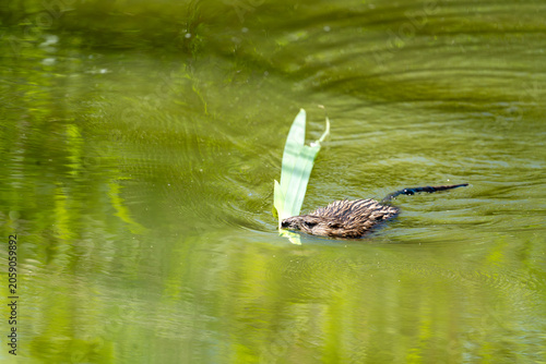 Foto Muskrat Swimming in Green Pond Carrying Plant Leaf, Ondatra zibethicus, Urban Wi