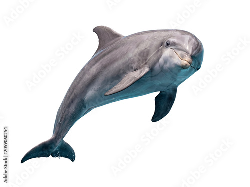 Canvas Print Majestic bottlenose dolphin gracefully swimming upwards with a serene expression, isolated on transparent