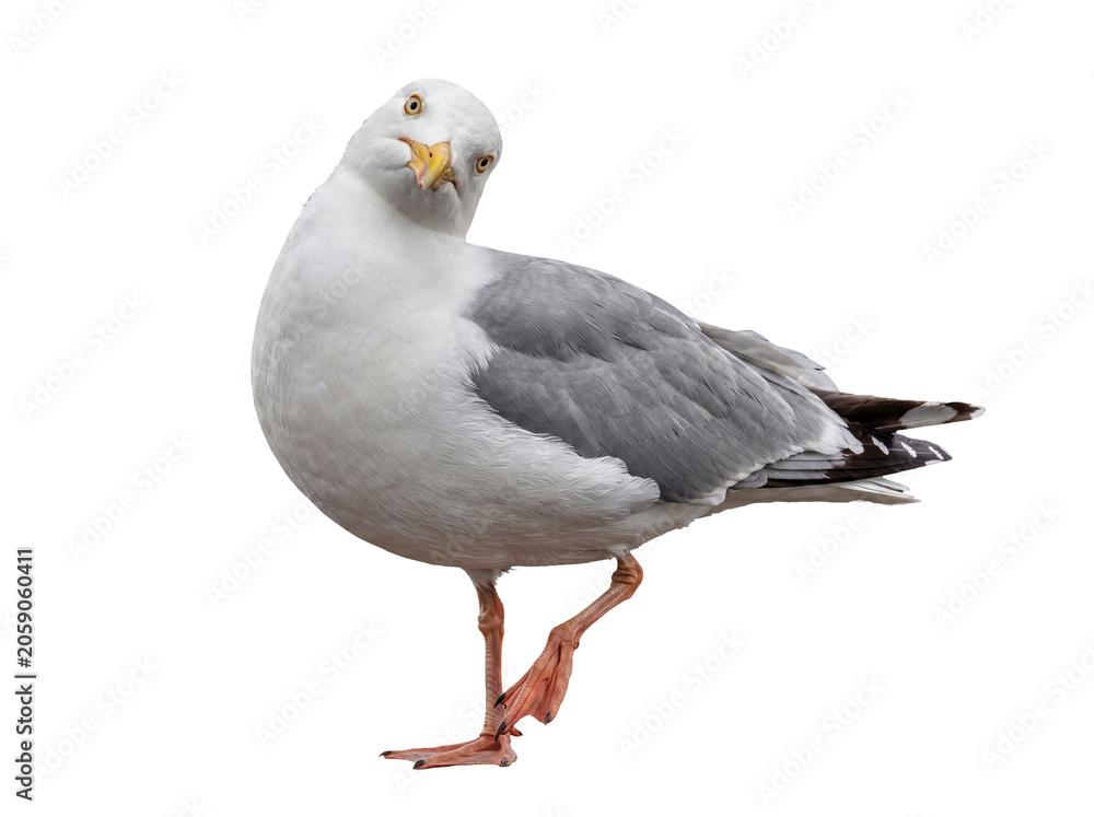 Fototapeta premium Alert European herring gull with a tilted head, displaying curiosity and intelligence.