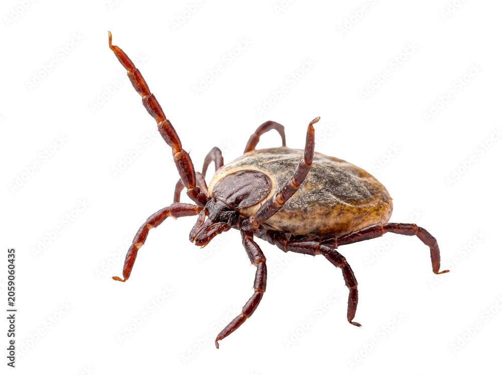 Fototapeta premium Close-up macro photography of a dangerous tick, an eight-legged parasite, isolated on a clean transparent background.