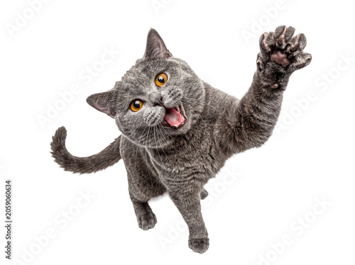 Fotografia A playful photograph of a grey British Shorthair cat reaching out with its paw and an open mouth on a transparent
