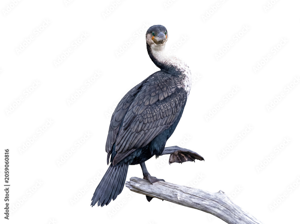 Fototapeta premium Elegant white-breasted cormorant standing gracefully on a weathered branch, isolated with alpha channel.