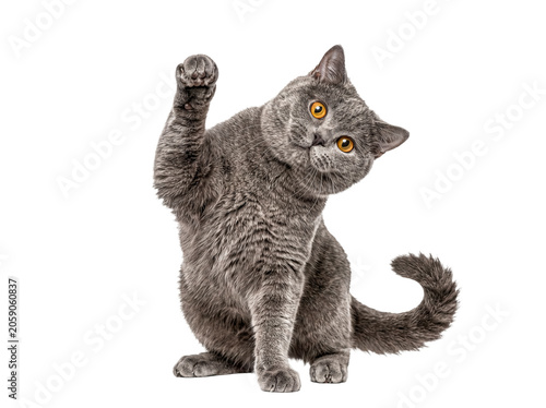 Adorable British Shorthair cat with stunning orange eyes lifting its front paw, isolated on transparent background.