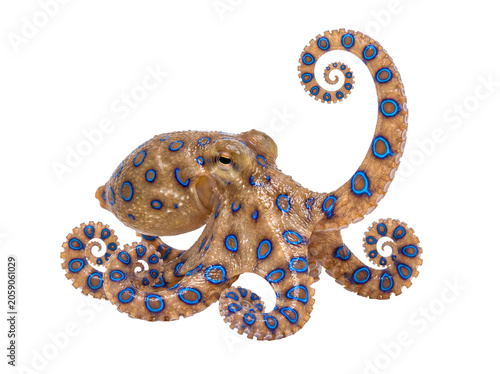 Obraz na plátne Dangerous blue-ringed octopus with vibrant iridescent markings, a highly venomous marine creature on transparent