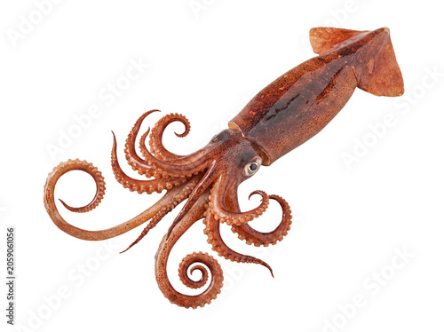 Bild auf Leinwand Vivid fresh squid with distinctly spiraled tentacles, presented with realistic texture on a transparent background