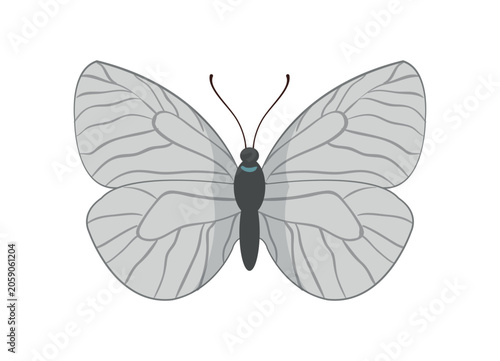Flat vector illustration of a black-veined white butterfly aporia crataegi insect isolated on white background.
