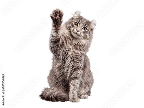 Принти на полотні American Curl cat raising paw, looking at camera