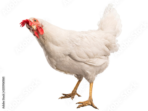 Canvas Print White Leghorn hen standing and looking directly at the camera with a curious expression, close-up photograph
