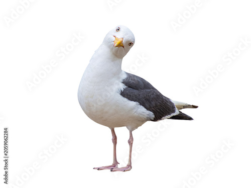 Картината върху платно Curious seagull with a tilted head, looking directly at the camera, captured in a vivid studio photograph