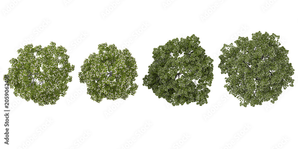 Fototapeta premium Collection of Oak,Elm plants isolated on white background from the top view
