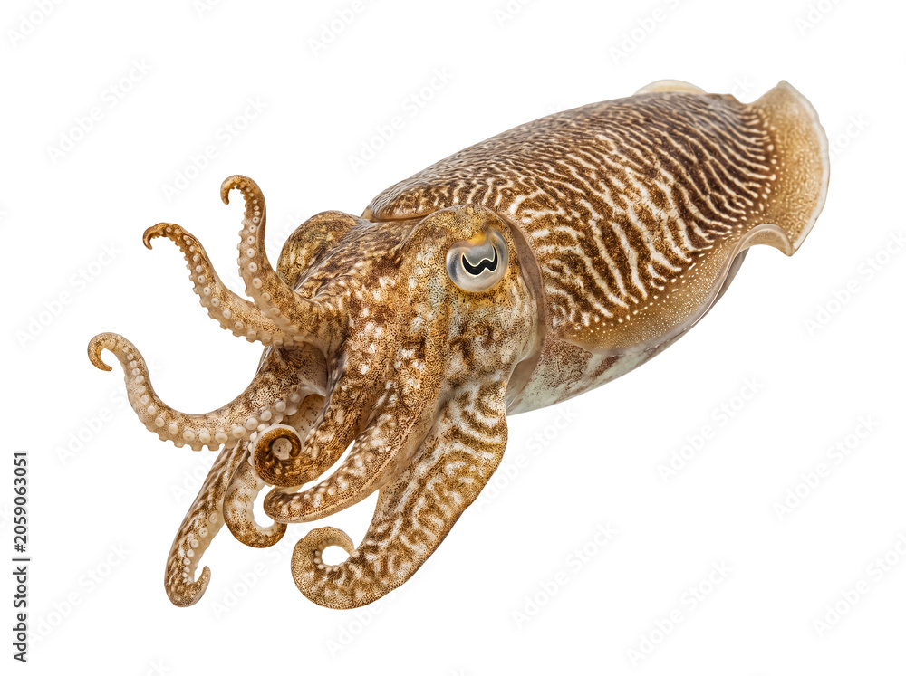 Obraz premium Dynamic photograph of common cuttlefish (Sepia officinalis) isolated on transparent, showcasing patterns and form.