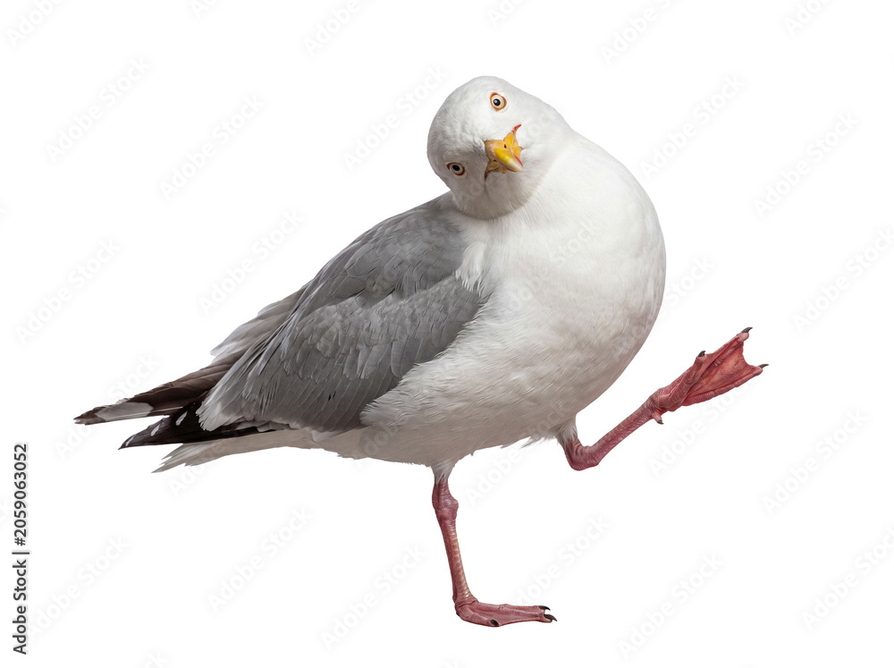 Fototapeta premium Curious seagull standing on one leg, with its head charmingly tilted, directly engaging the viewer on transparent.