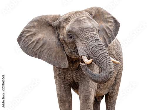 Canvas Print Close-up African elephant (Loxodonta africana) isolated on transparent, highlighting trunk, tusks, eye