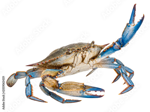 Photography Dynamic blue crab with one claw boldly raised, displaying its strong form and vivid hues