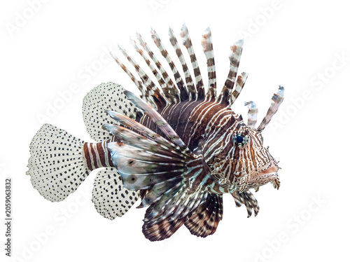 Canvas Print Exotic and venomous lionfish with striking patterns and elaborate fins, isolated on a transparent background