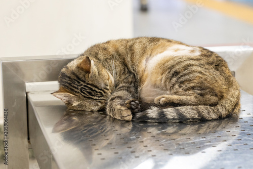 Stray tabby cat sleeping on a metal bench inside a subway metro station in Istanbul, Turkey. Famous Turkish street cat or kedi in public transport.