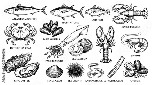 Tableau sur toile Seafood sketch set with fish crab lobster shrimp squid and oyster illustrations