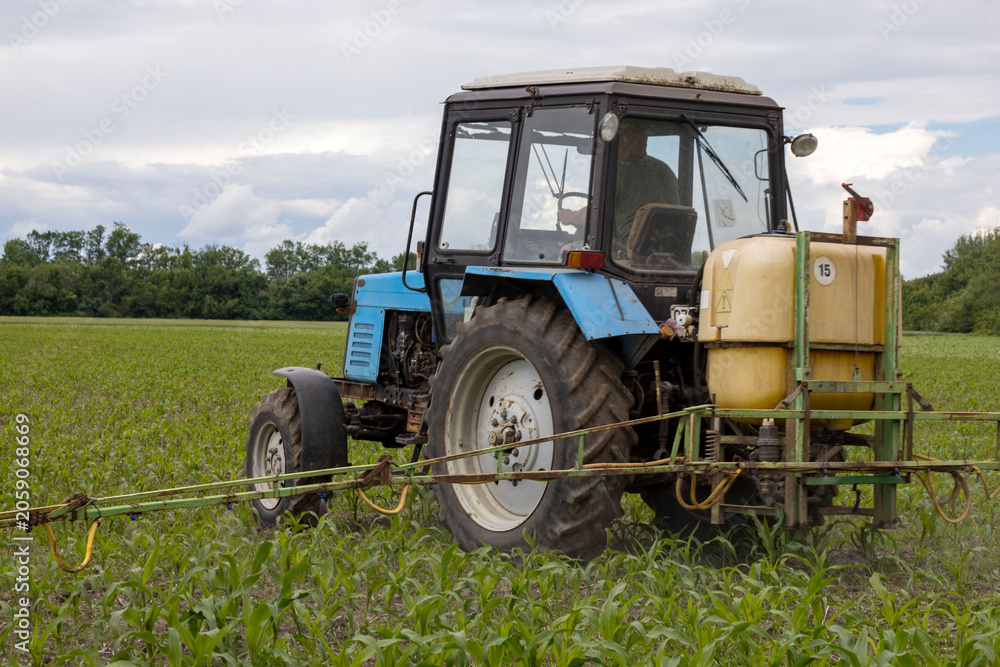 Fototapeta premium Blue tractor spraying green crop field with pesticides