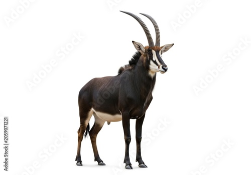 Full body portrait of a majestic sable antelope standing in profile, showcasing its dark coat and long curved horns isolated on white background