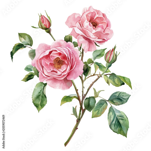 watercolor graphic of Damask Rose Branch, isolated on a white background.