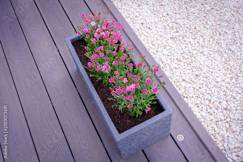 Pink flowers bloom in a modern planter. Dark wood deck contrasts with gravel path beside. Garden scene evokes calm and natural beauty. Perfect for home decor or outdoor design projects
