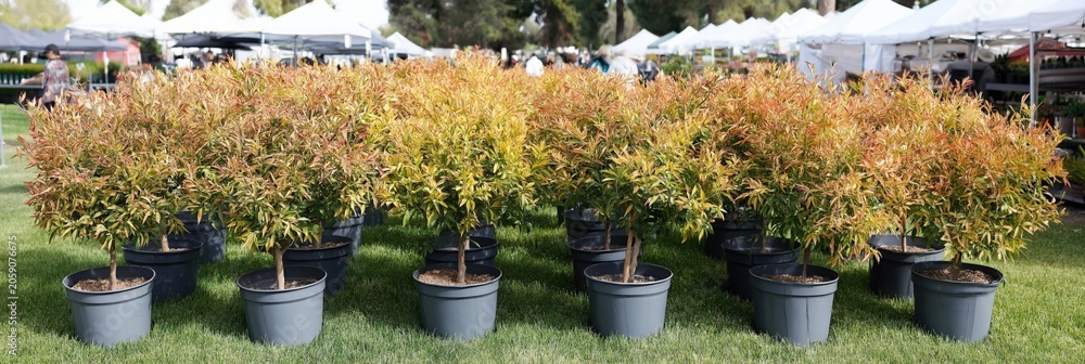 Obraz premium Potted ornamental shrubs arranged for sale at nursery market