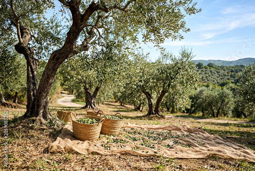 Ancient Olive Grove with Summer Harvest Baskets and Nets