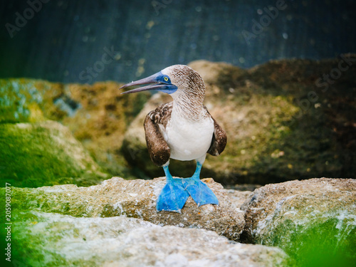 Fotografi A blue footed booby bird stands on a rocky shore in Ecuador