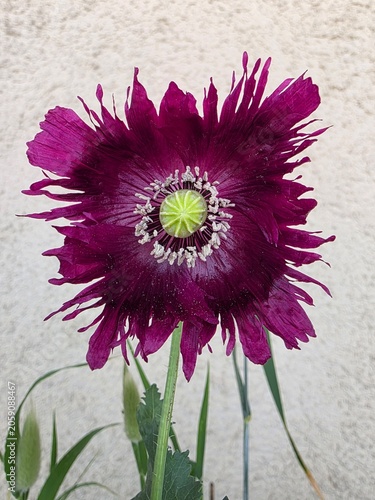 purple poppy